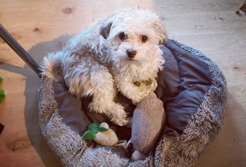 pets sweets and treats