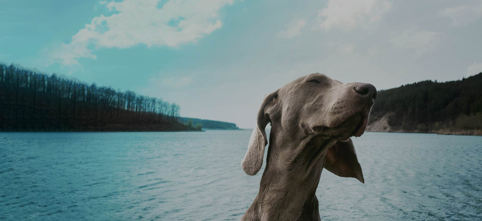 dog treats online south devon