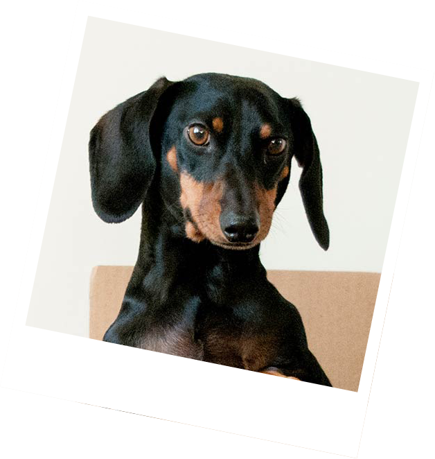wholesale dog treats devon