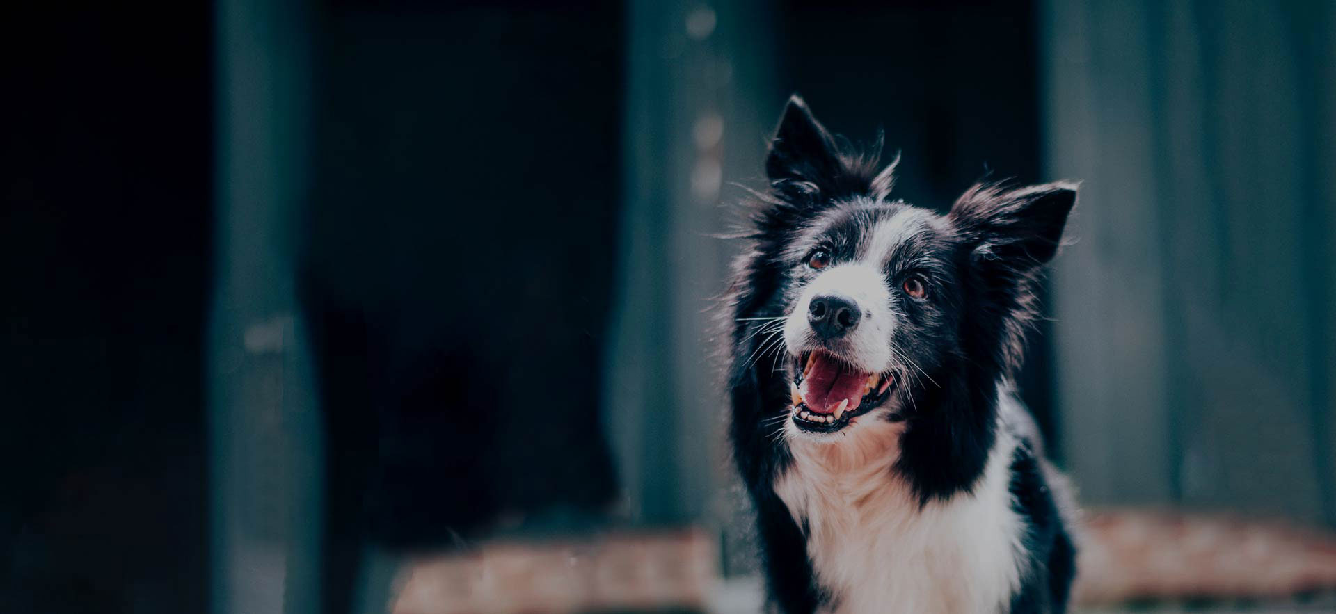 dog treats online south devon
