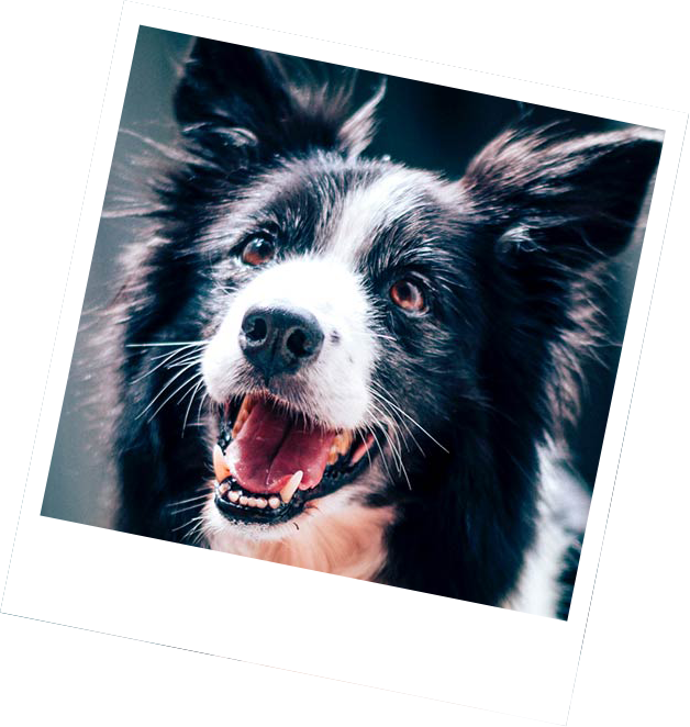 healthy dog treats south devon