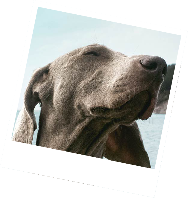 pet sweets south devon