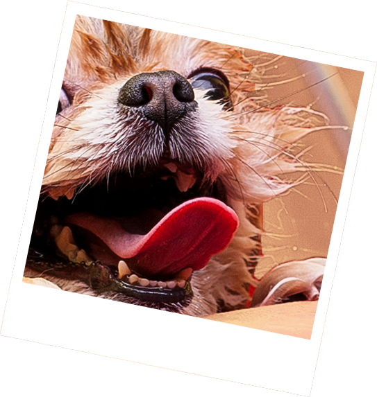 pets sweets and treats
